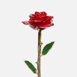 24K GOLD DIPPED ROSE - RED